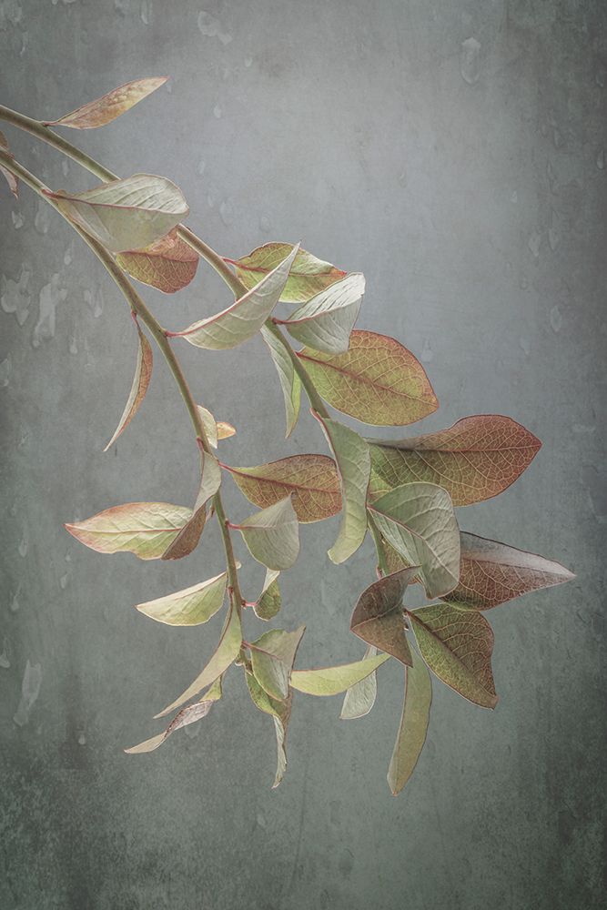 USA, Washington State, Seabeck. Blueberry branches in autumn.